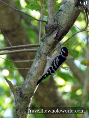 Arkansas Ozarks Woodpecker