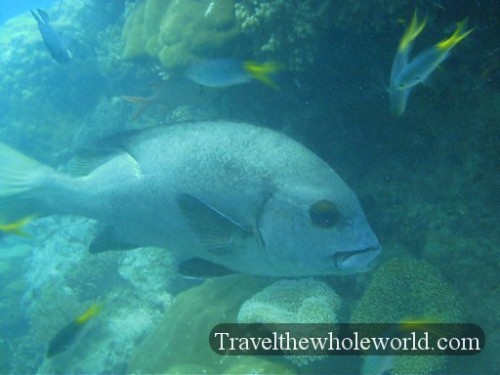 Australia-GBR-Black-Eyed-Fish