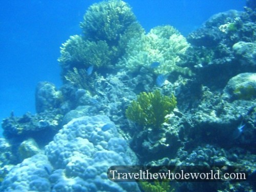 Australia-GBR-Corals
