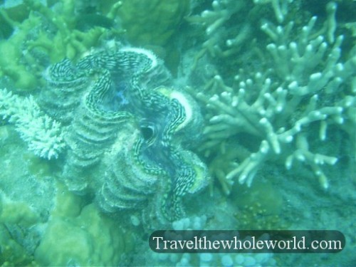 Australia-GBR-Giant-Clam