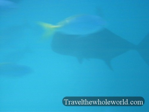 Australia-GBR-Gigantic-Fish
