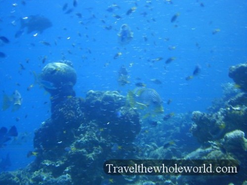 Australia-GBR-School-Colorful-Fish