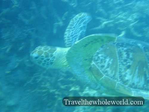 Australia-GBR-Sea-Turtle