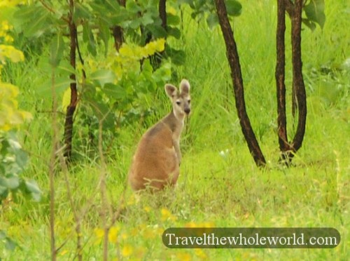 Australia-North-Territory-Wallabee