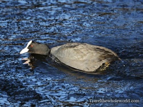 Belgium Brussels Pond Duck