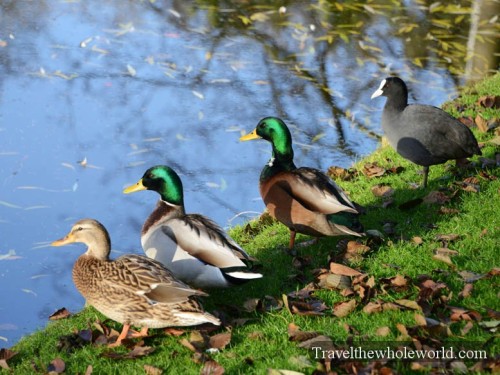 Ducks