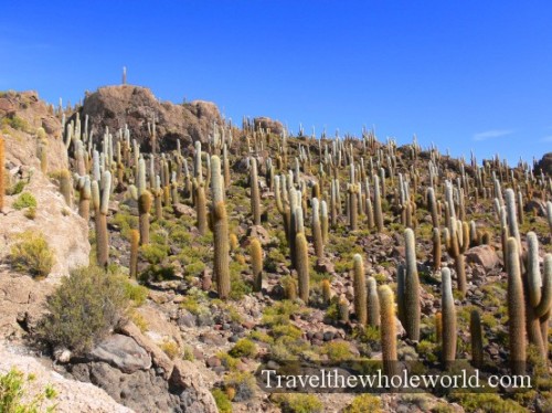 Bolivia Salt Pan Island Cactus