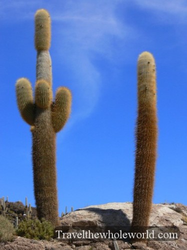 Bolivia Salt Pan Island Cactus