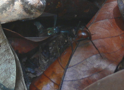 Brunei Giant Ant