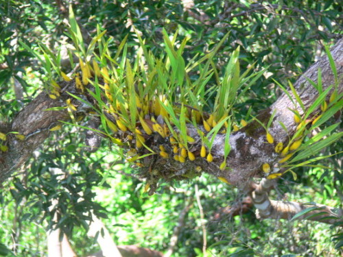 Brunei_Canopy_Plant