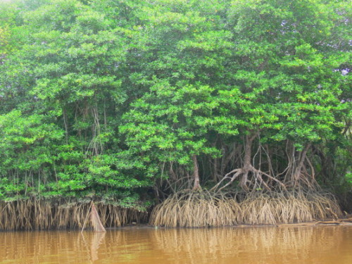Brunei Mangrove Swamp