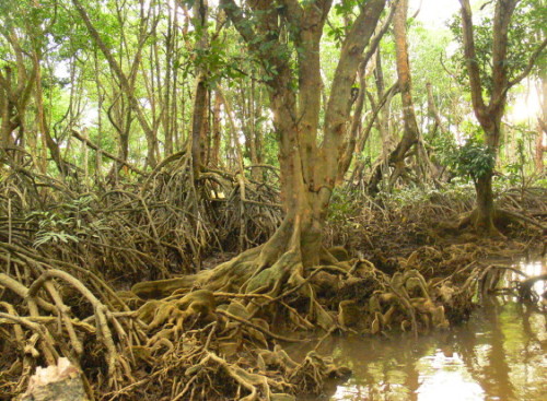 Brunei Mangrove Swamps