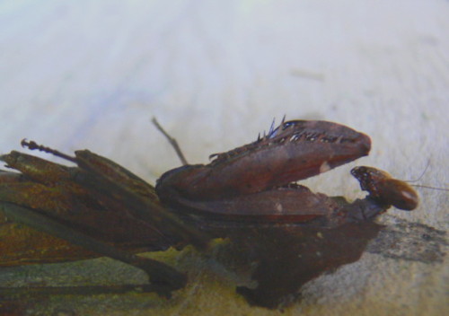 Brunei Mantis