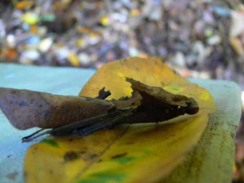 Brunei Mantis