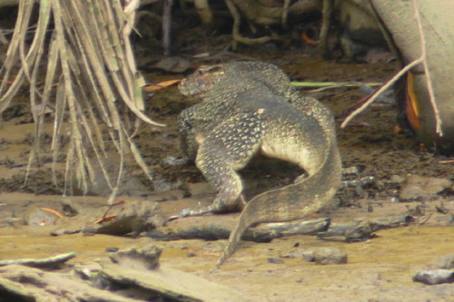 Brunei Monitor