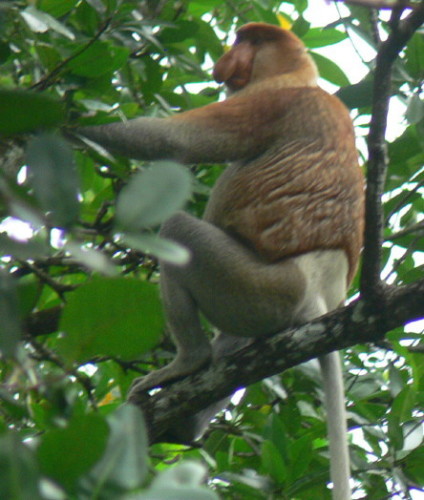 Brunei Monkey Proboscis