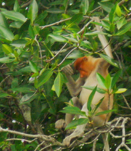 Brunei_Monkey_Proboscis2