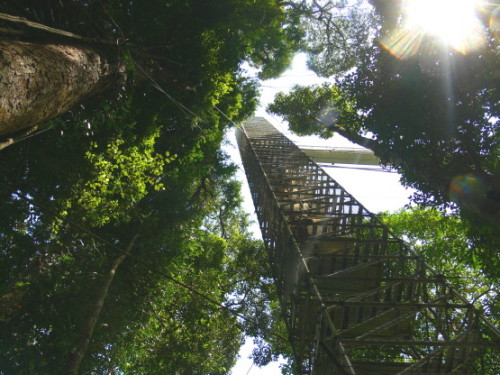 Brunei Rainforest Tower