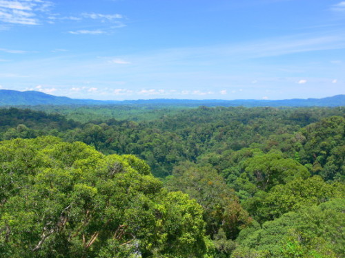 Brunei Rainforest View