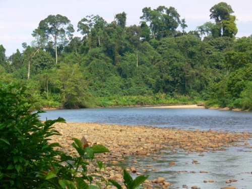 Brunei River Bend