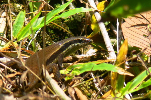 Brunei Skink