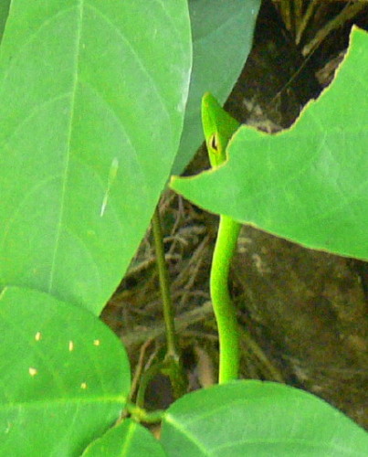 Brunei Vine Snake