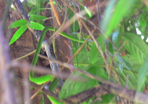 Brunei Vine Snake