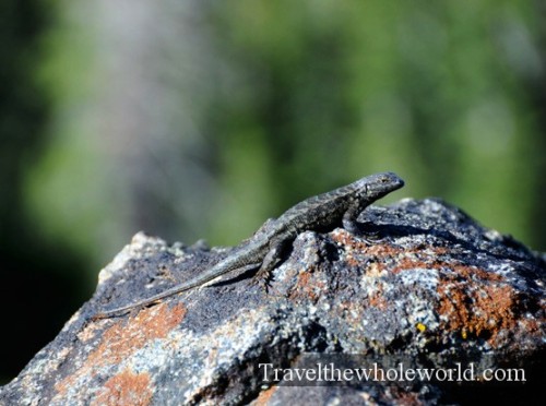 California-Lake-Tahoe-Lizard2