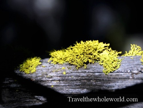 California-Lake-Tahoe-Moss