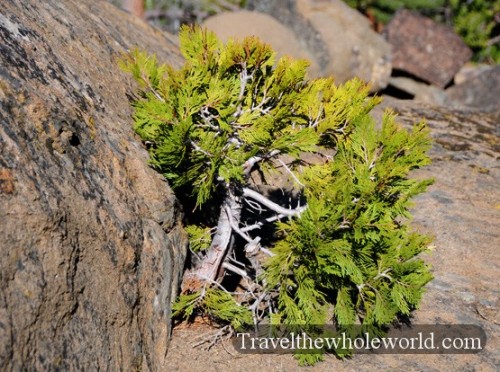 California-Lake-Tahoe-Tree-Small
