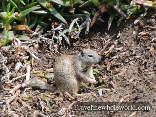 California-San-Diego-Ground-Hog