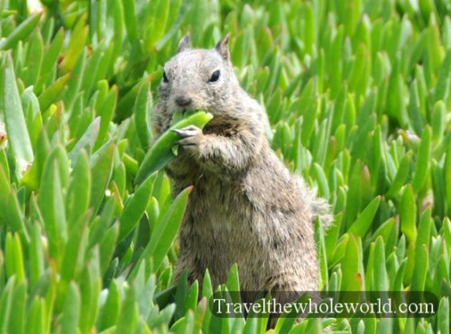 California-San-Diego-Ground-Hog2