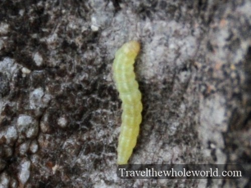 California San Diego Mission Trails Worm