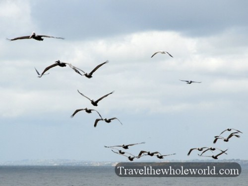 California San Diego Pelicans