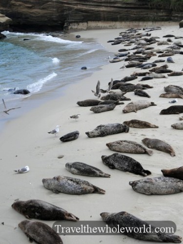 California San Diego Seal Beach