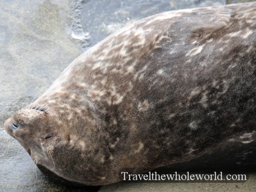 California-San-Diego-Seal-Smiling