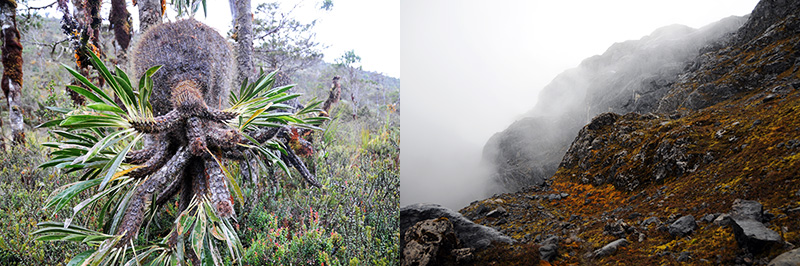 Carstensz-Highlands