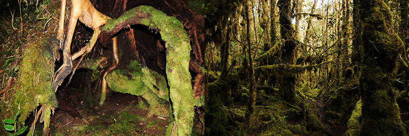 Carstensz Rainforest