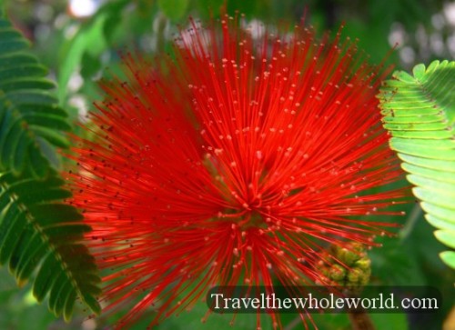 Chile Santiago St Lucia Flower