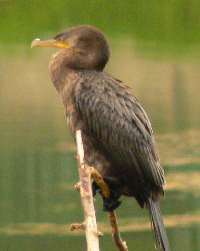Chile Vina Del Mar Bird