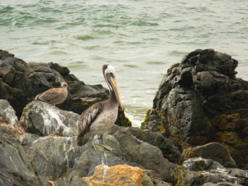 Chile Vina Del Mar Pelican