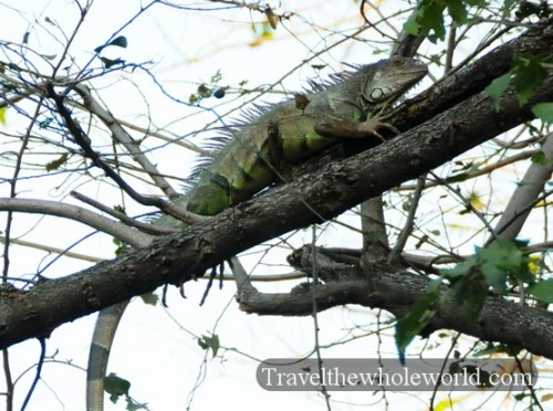 Colombia Iguana
