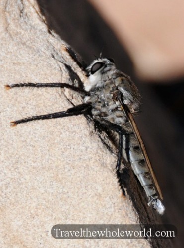 Colorado Desert Dragon Fly