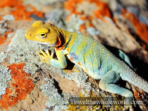 Colorado Desert Lizard