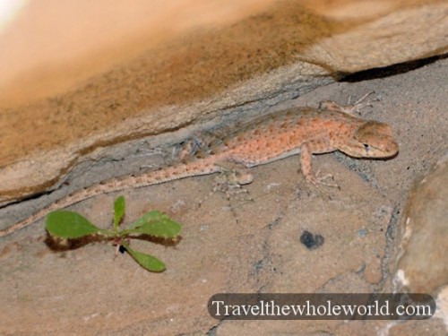 Colorado Desert Lizard