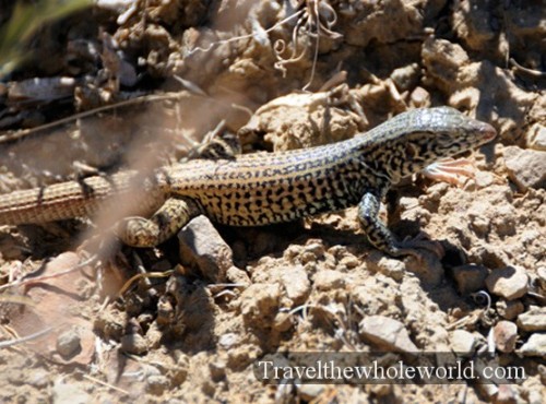 Colorado Desert Lizard