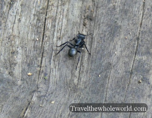 Ecuador Amazon Conga Ant