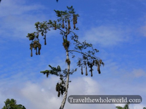 Ecuador Amazon Birds Crested Oropendolas