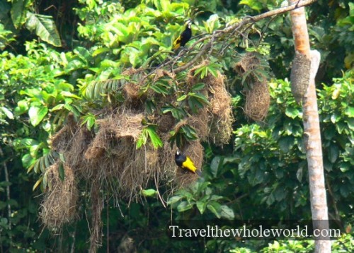 Ecuador Amazon Bird Gold