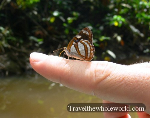 Ecuador Amazon Butterfly Hand